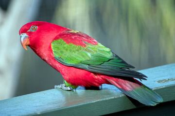 this is a side view of a chattering lory