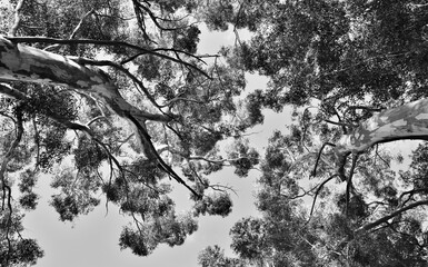 Close up of big Eucalyptus tree tops monochrome