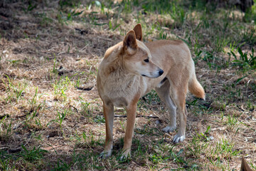 the golden dingo is looking out for danger