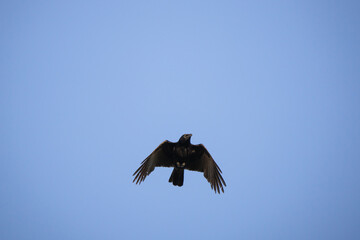 Common crow flying in front of a blue sky