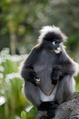 the dusky leaf monkey is sitting on a tree branch eating fruit