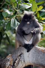 the dusky leaf monkey is sitting on a tree branch eating fruit