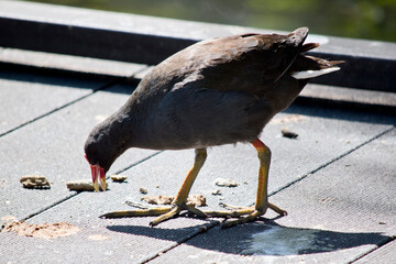 the dusky moorhen is eating food left by tourists
