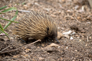the short nosed echidna has spikes or quills for protection