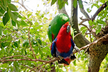 the eclectus parrots are mating