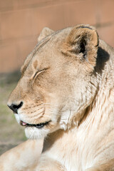 this is a close up of a lioness