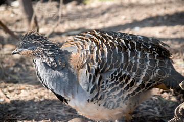 this is a side view of a malleefowl