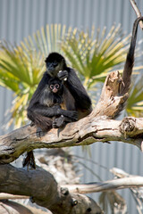 the spider monkey is holding her young monkey  on a tree branch