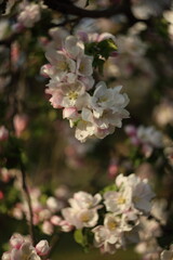 beautiful flowers on the apple tree in nature, apple blossoms in spring