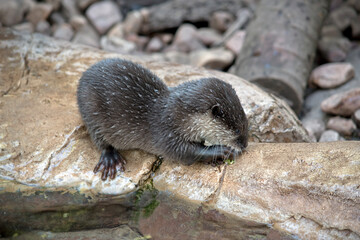 the Asian small-clawed otter is eating