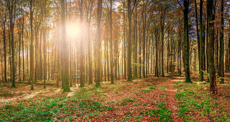 Obraz premium autumn in a beech forest in Masuria in north-eastern Poland