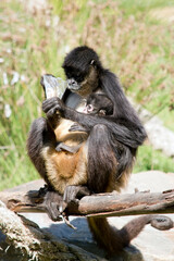 the spider monkey is eating while holdong her baby