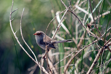 the female splendid fairy wren is perched on a bush