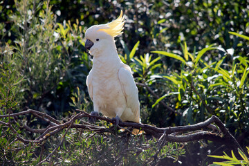 the sulphur crested cockatoo is perched on a branch