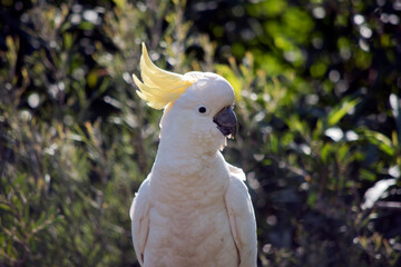 the sulphur crested cockatoo is perched on a branch