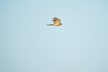 Cuckoo flying in front of a blue sky