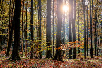  autumn in a beech forest in Masuria in north-eastern Poland