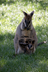 the swamp wallaby has a joey in her pouch
