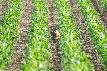 hare in a field