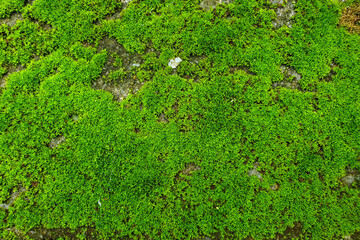 Green moss textured background in the forest.