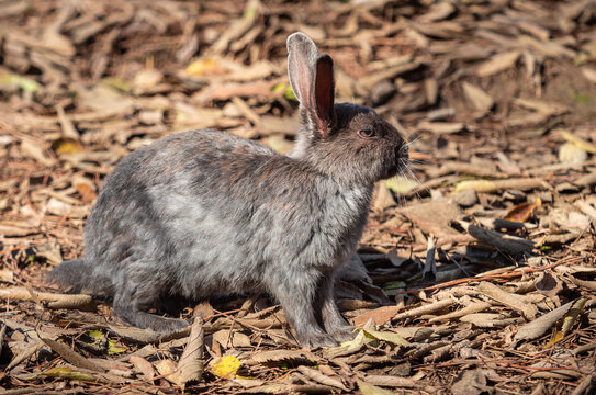 Dwarf rabbit - A popular pet. Non-racial miniatures are characterized by their size and weight, up to 3.5 kg. They also have longer and clearly separated ears (up to 11 cm).