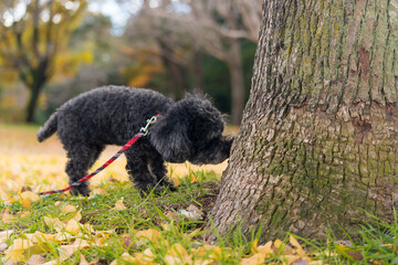 冬の公園で遊んでいる可愛いプードルの犬の姿