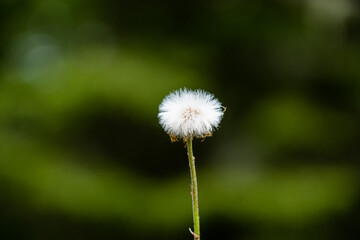 Dandelion in front of a blurry background