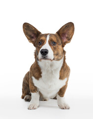 dog welsh corgi kargigan on a white background. happy pet 