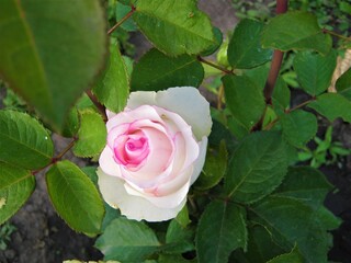 white and pink rose surrounded by petals