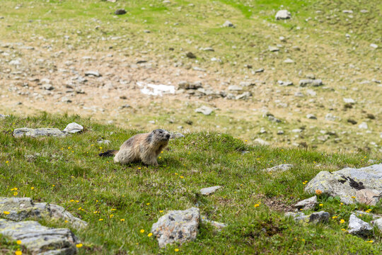 European marmot in the alps