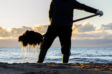 people scavenge the washed grass from the sea