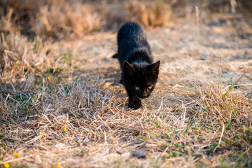 cute little black cat