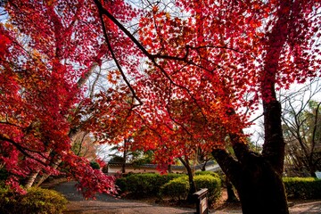 Fototapeta premium 杵築の紅葉