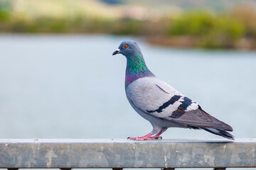 pigeon