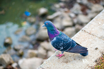 Purple pigeon