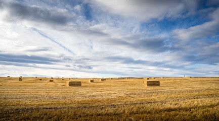 Square hay bales lying in a harvested field on the Canadian Prairies under a dramatic sky in Rocky View County Alberta.