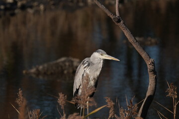 gray heron in the forest