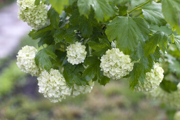 Viburnum white or Viburnum opulus Roseum, Chinese snowball. White flowers in the form of huge balls on the branches with green leaves. Blurred background. Selective focus.