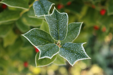 Close-up of frost on holly bush with red ripe berries in the garden 