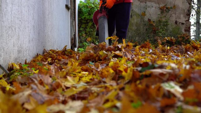 Man with leaf blower clean up autumn leaves