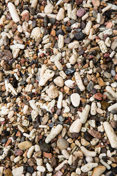 Rocks and sea shells.