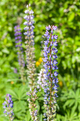 Lupine flowers at sunny day, vertical photo