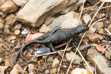 Alpine salamander on a rock in the Alps