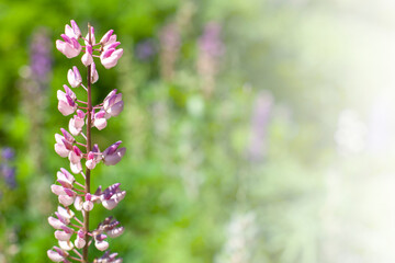 Obraz premium Lupine flower on green blurred background. Close-up