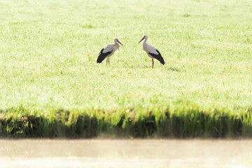 Storks in a meadow