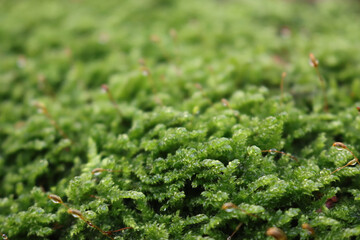 Close-up of green moss. Moss background with selective focus 