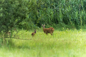 Roe deer with a fawn in a meadow