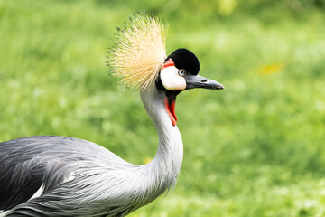 Closeup of a crowned crane in a meadow