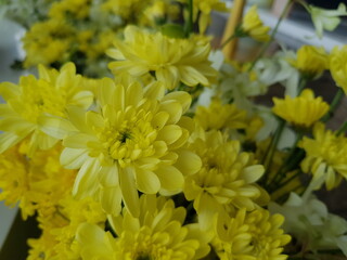 yellow chrysanthemum