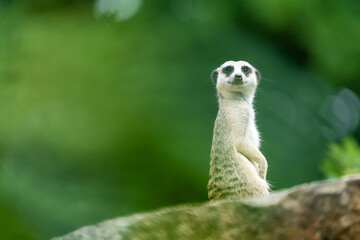 Naklejka na ściany i meble Closeup of a meerkat sitting on a rock